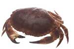 Brown Crab